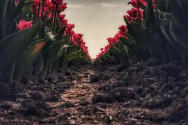 Tulips by Dolphie's Fotografie