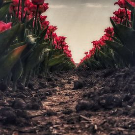 Tulpen van Dolphie's Fotografie