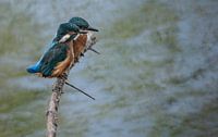kingfishers