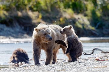 Moeder grizzly beer met jongen van Menno Schaefer