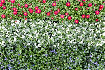 Rijen bloemen rood wit blauw kleuren van Nederlandse vlag van Ben Schonewille