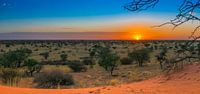Mooie zonsopkomst in de Kalahari woestijn, Namibië van Rietje Bulthuis thumbnail