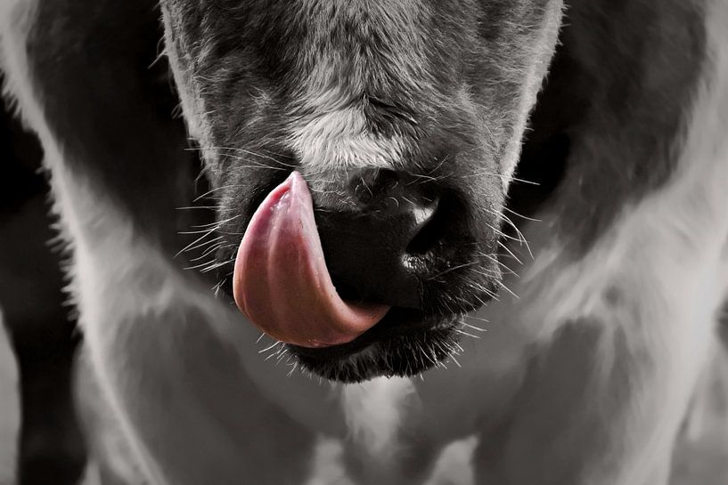 Lick it by Maickel Dedeken