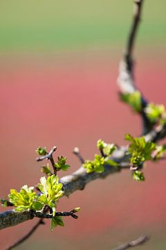 Spring in the Bulb Region by Raoul Suermondt