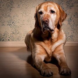 Labrador-Rückholer von Mathijs Van den Brand