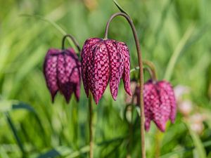 Fleurs de vanneau