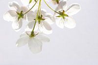 Witte bloesem