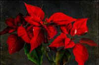 Blumenmalerei - Weihnachtsstern