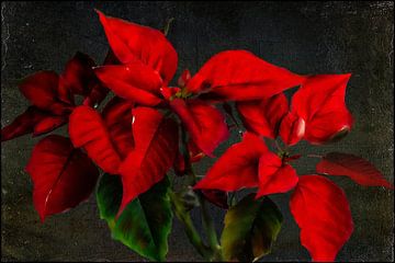 Blumenmalerei - Weihnachtsstern
