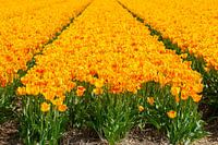 Tulips from Alkmaar