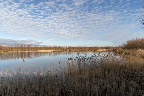Rustgevend uitzicht op de Oostvaardersplassen