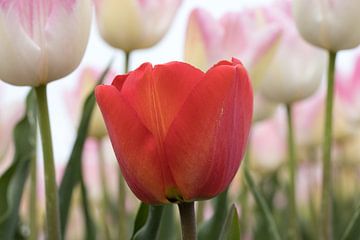 Rode tulp tussen roze en witte tulpen van W J Kok