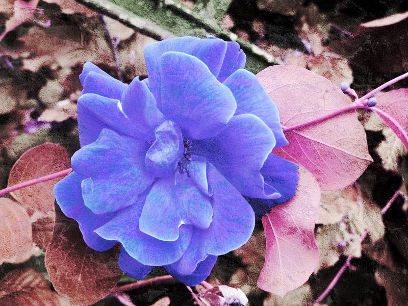 FlowerPower Fantasy 7-A par MoArt (Maurice Heuts)