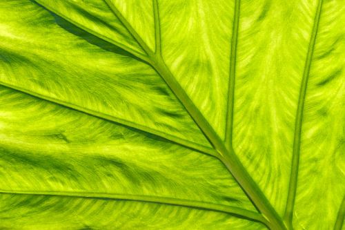 Gedetailleerd overzicht