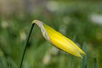 Een ontluikende narcis