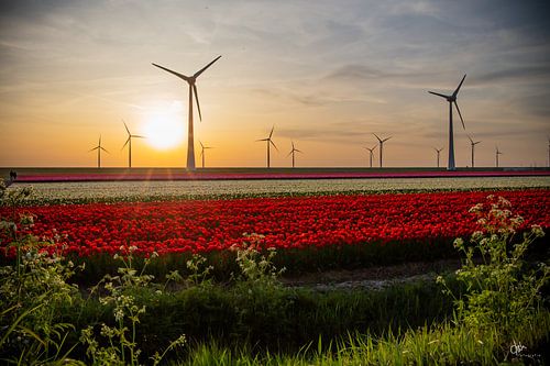 Tulpen in de avond