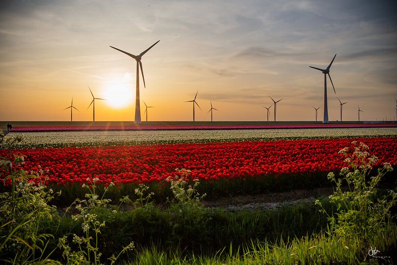 Tulpen in de avond von Dirk Foto