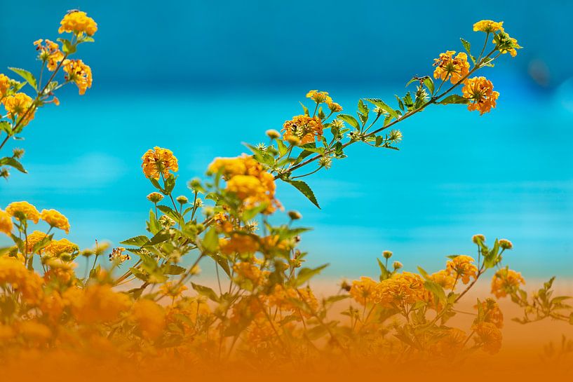 Oranje &amp; Blauw van Maren Oude Essink