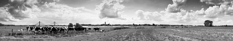 Koeien bij Zaltbommel. by M. van Oostrum