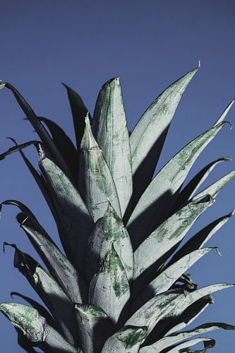 Ananas-Blätter