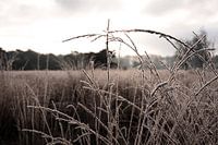 Detail natuur in de winter
