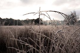 Detail nature in winter by Christien Hoekstra