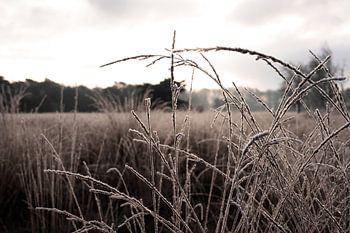 Detail Natur im Winter