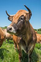 La vache Aubrac