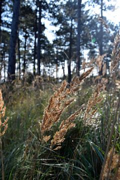 Riet in het ochtendlicht van Studio LE-gals