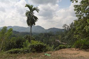 Uitzicht op de jungle van Sri Lanka.
