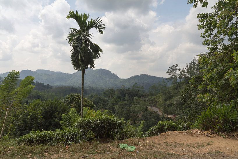 Uitzicht op de jungle van Sri Lanka. van Rijk van de Kaa