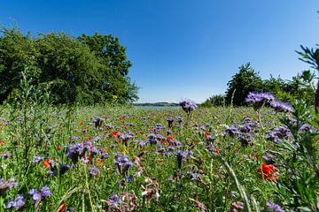 Bloemenweide op de Reddevitzer Höft, uitzicht op Groß Zicker van GH Foto & Artdesign