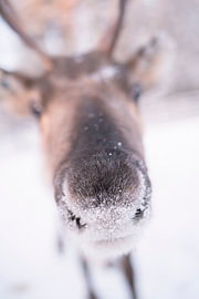 Schneepulver auf der Nase eines Rentiers | Reisefotografie | Lappland Finnland