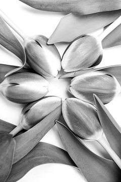 Tulpen in Schwarz und Weiß
