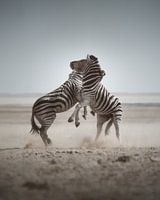 Vechtende Berg Zebra's in Namibië