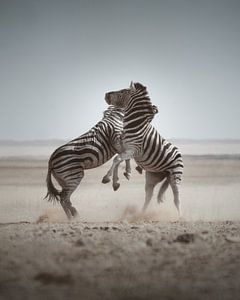 Vechtende Berg Zebra's in Namibië van Tales of Justin