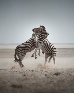 Fighting Mountain Zebra's in Namibia by Tales of Justin