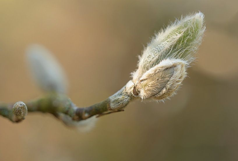 Le printemps arrive par Peter Bartelings