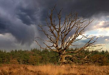 Tree on the Kampina by Martien Spanjers
