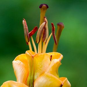 Macro Lelie