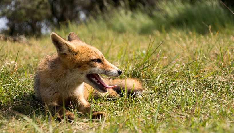 Rotfuchs. von Robert Moeliker