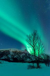 Nordlichter  über den Lofoten in Nordnorwegen