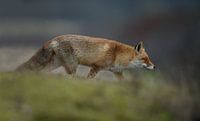 Vos in de natuur van Menno Schaefer thumbnail