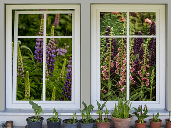 Fensterblick - Blumenfenster mit Lupinen und Fingerhut