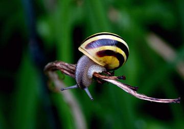 Schnecke balancierend van Roswitha Lorz