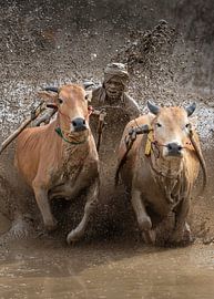 Cow race in Bukittinggi's rice fields by Anges van der Logt