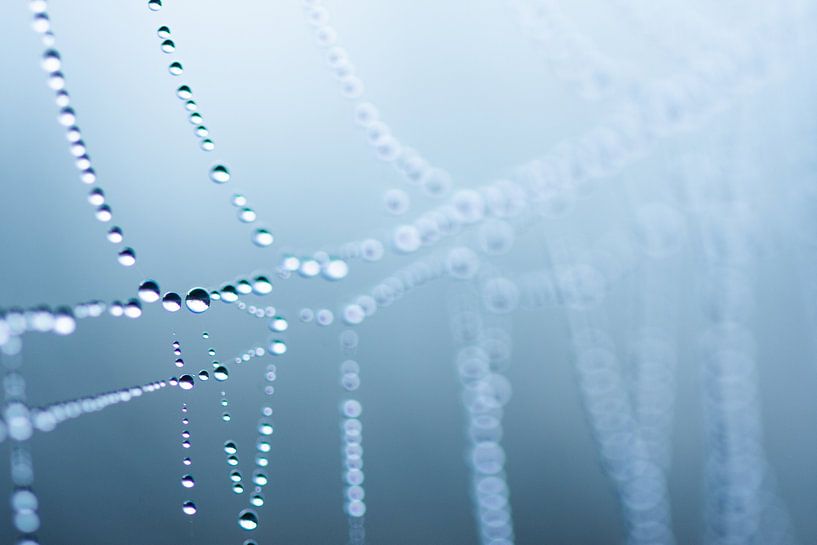 Dew drops in the web by Jaike Reinders