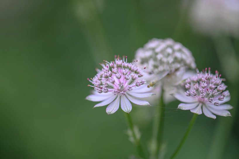 trio of astrantia by Tania Perneel