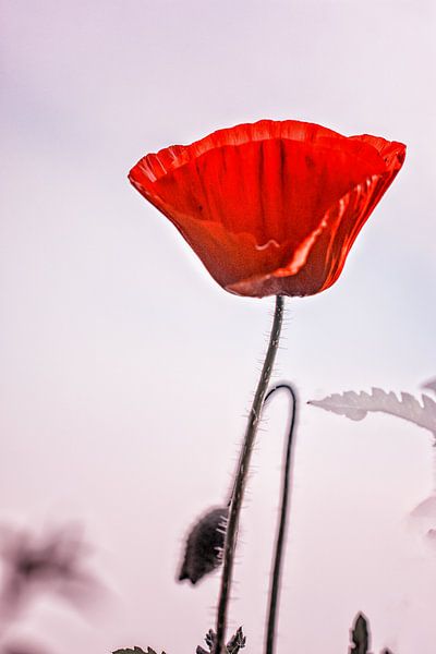 Mohn von natascha verbij