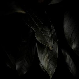 Eine geheimnisvolle Atmosphäre unter den Bäumen in der Veluwe in den Niederlanden von Koen Lipman